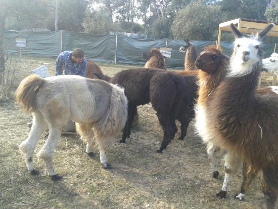 il Var Lamas